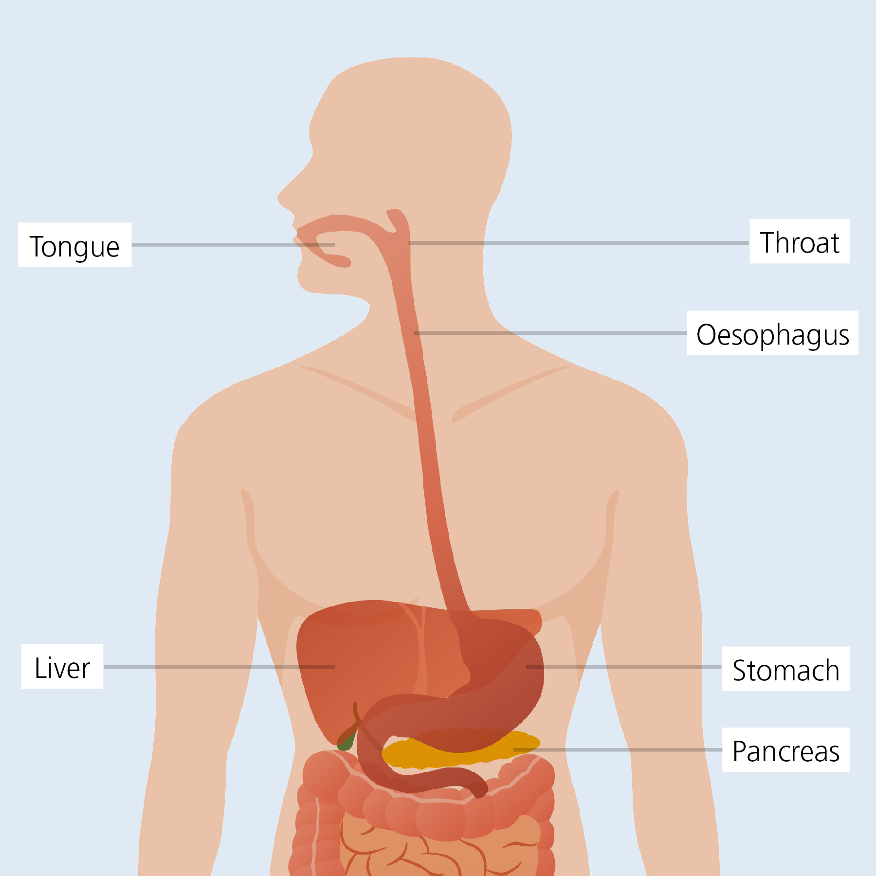 eosinophilic esophagitis EoE - oesophagus